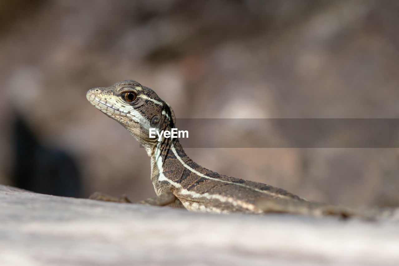 Common basilisk - basiliscus basiliscus in corcovado national park