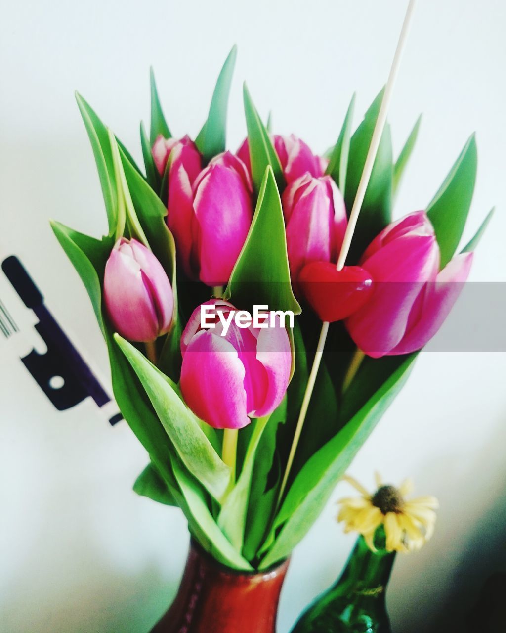 CLOSE-UP OF PINK TULIP