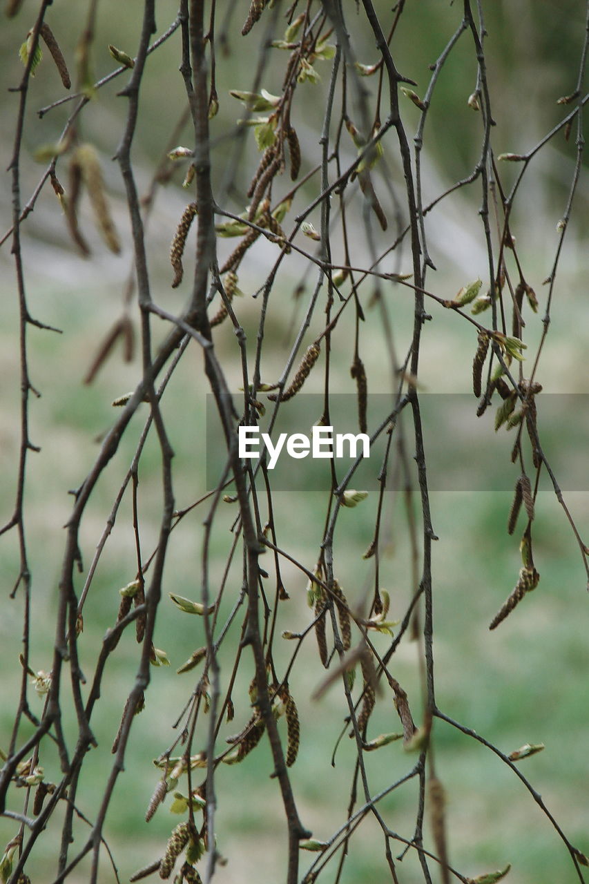 CLOSE-UP OF TREE