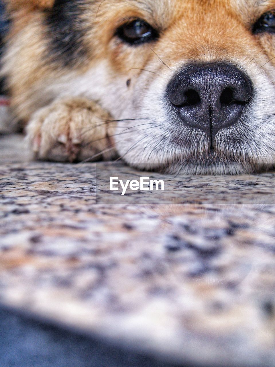 Close-up portrait of a dog