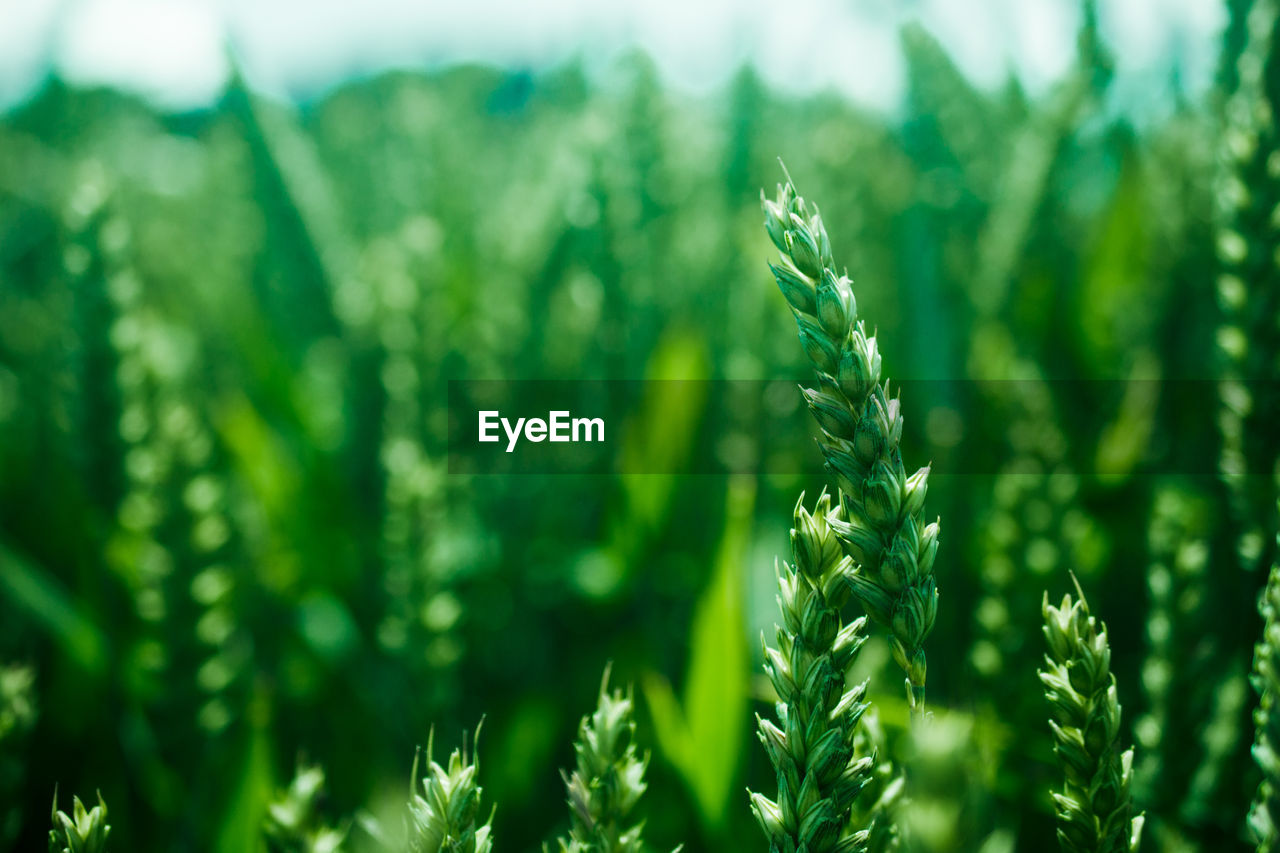 Close-up of wheat growing on field