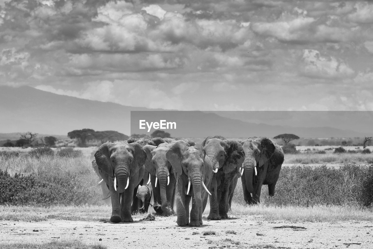 Elephant on field against sky