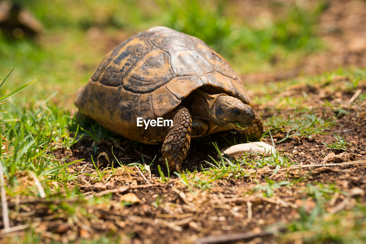 turtle, tortoise, animal themes, reptile, animal, animal wildlife, one animal, wildlife, shell, animal shell, tortoise shell, nature, boredom, plant, grass, land, no people, outdoors, sea turtle, environment