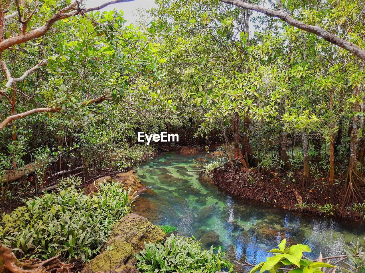 PLANTS GROWING BY RIVER IN FOREST