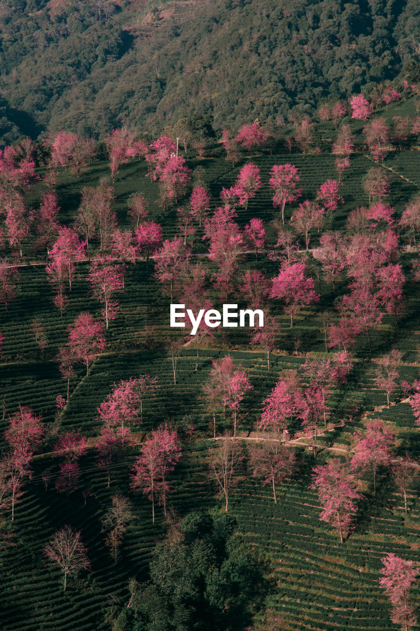 Aerial view of flowering trees in forest