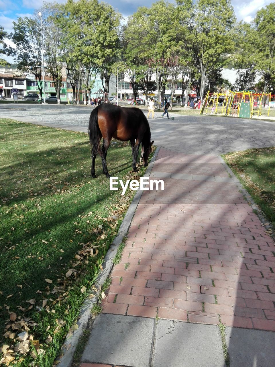 VIEW OF HORSE ON FOOTPATH