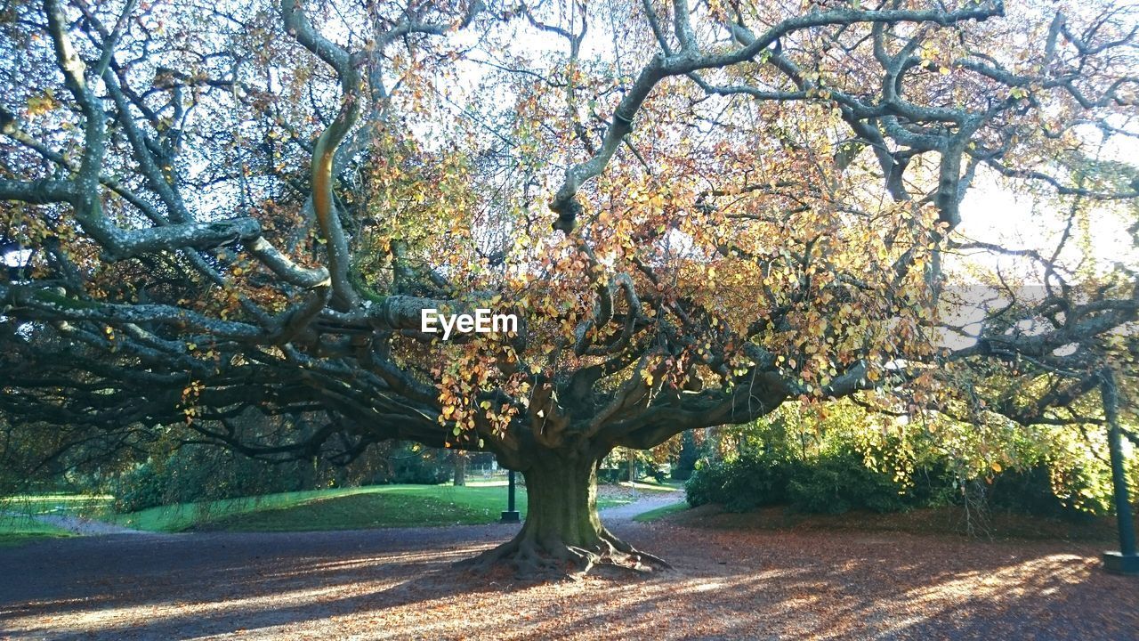 TREES IN PARK