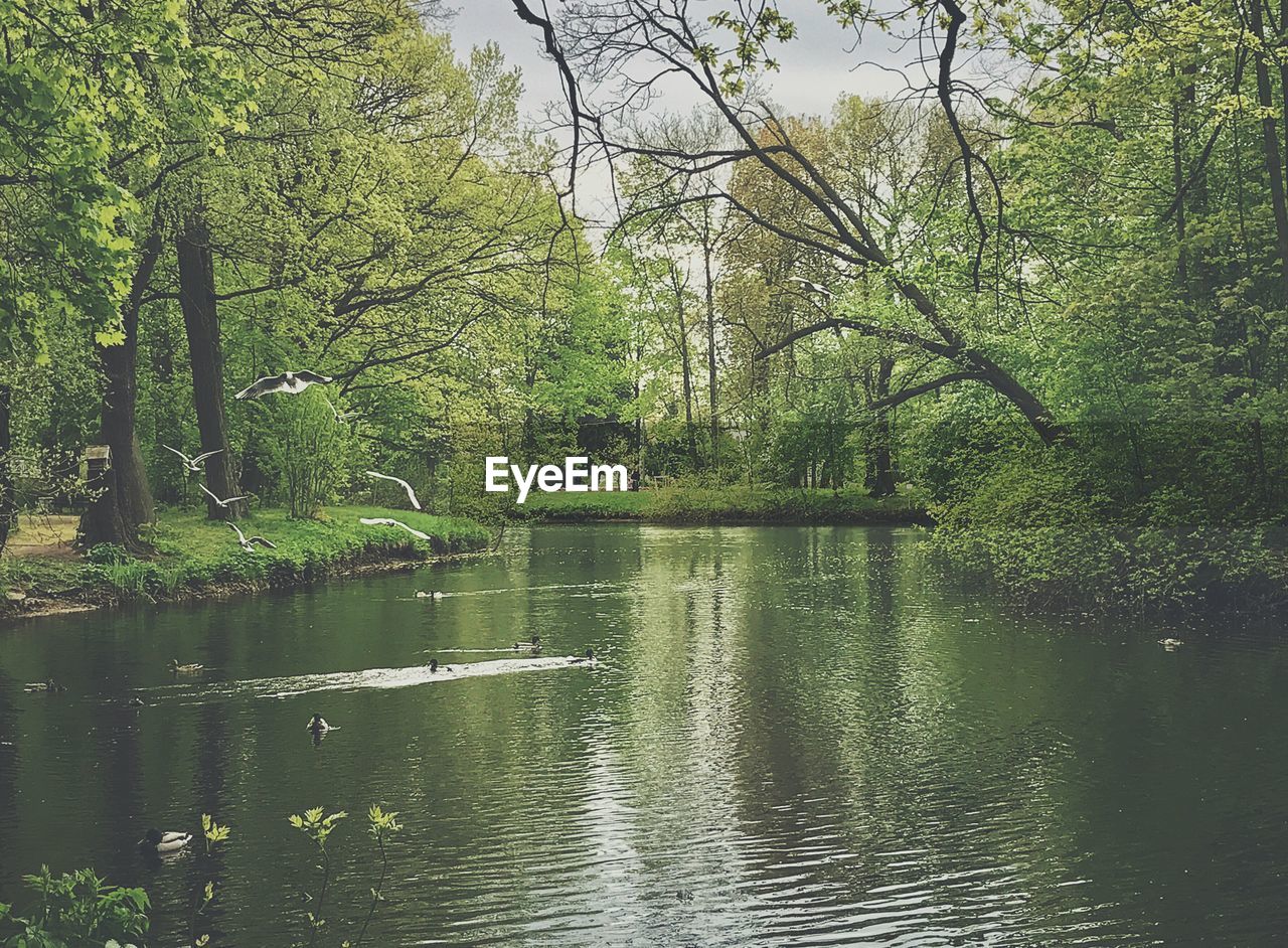 SCENIC VIEW OF LAKE WITH TREES IN FOREST