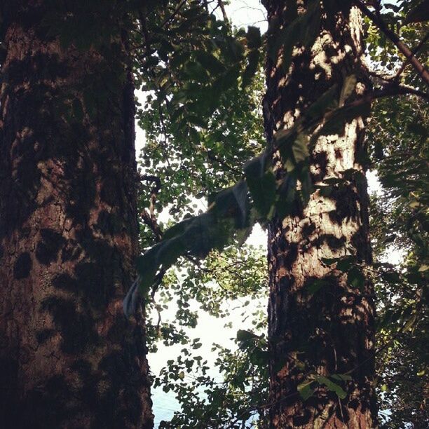 LOW ANGLE VIEW OF TREES