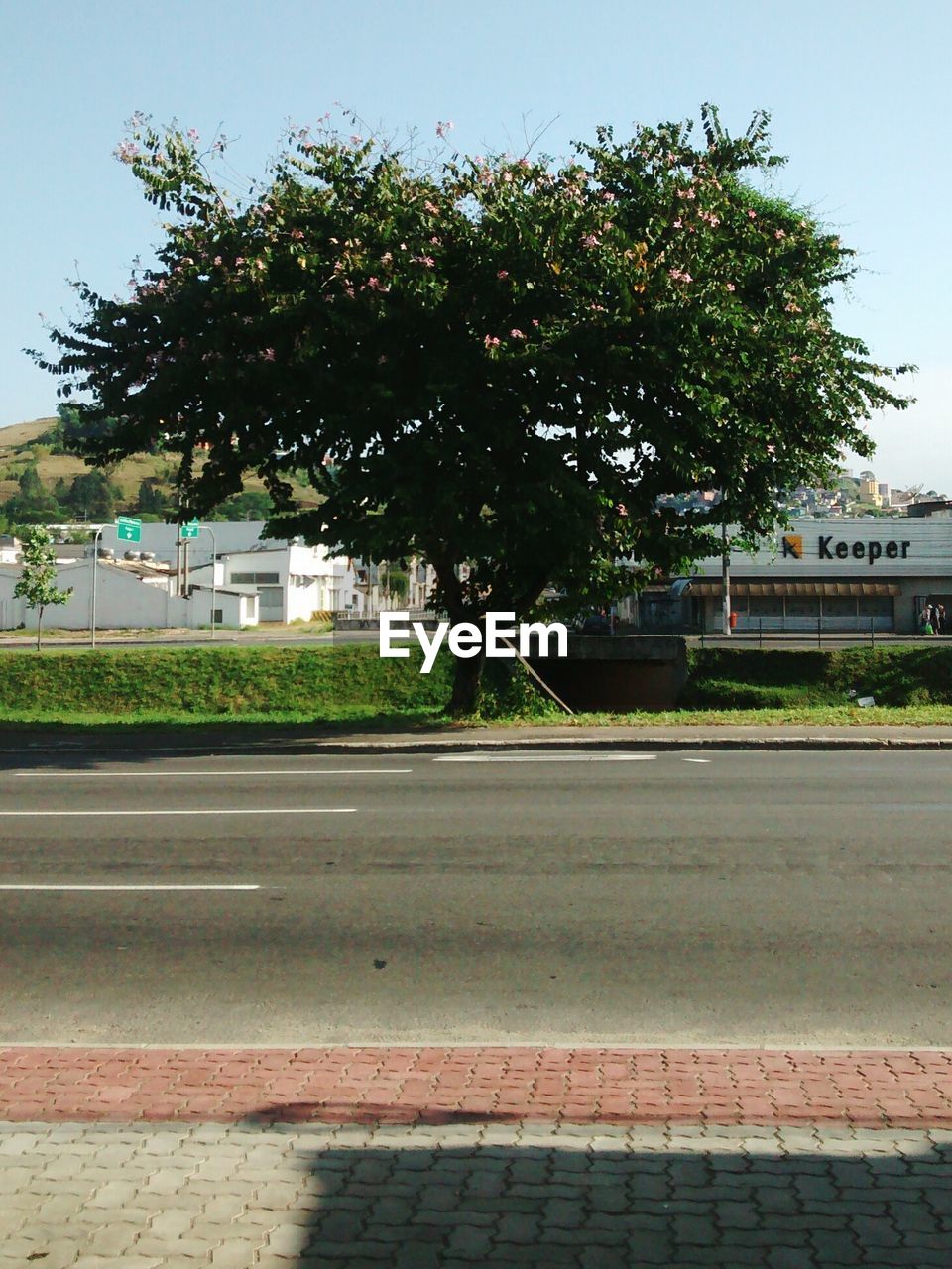 VIEW OF ROAD ALONG TREES