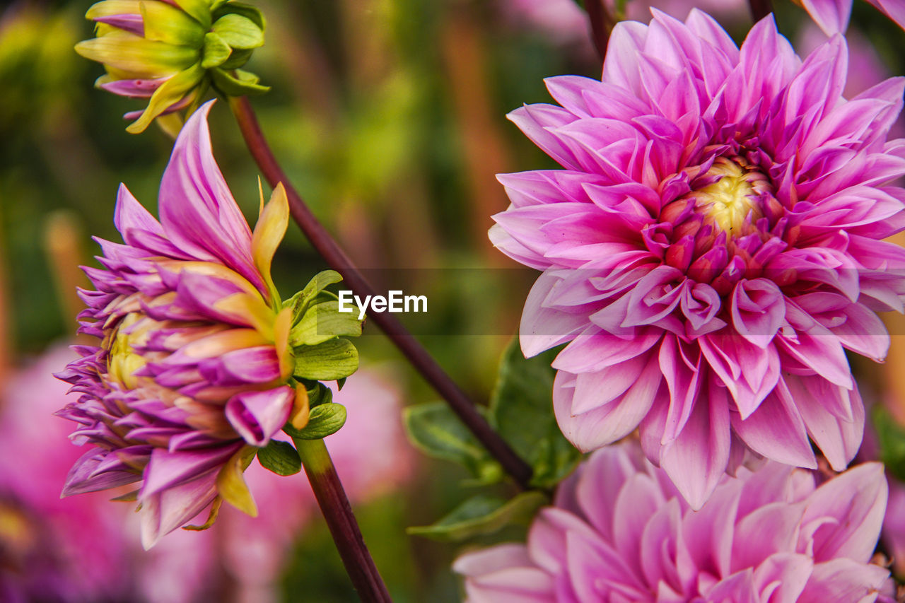 CLOSE-UP OF PINK POLLINATING FLOWER