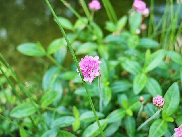 CLOSE-UP OF PINK FLOWERS BLOOMING