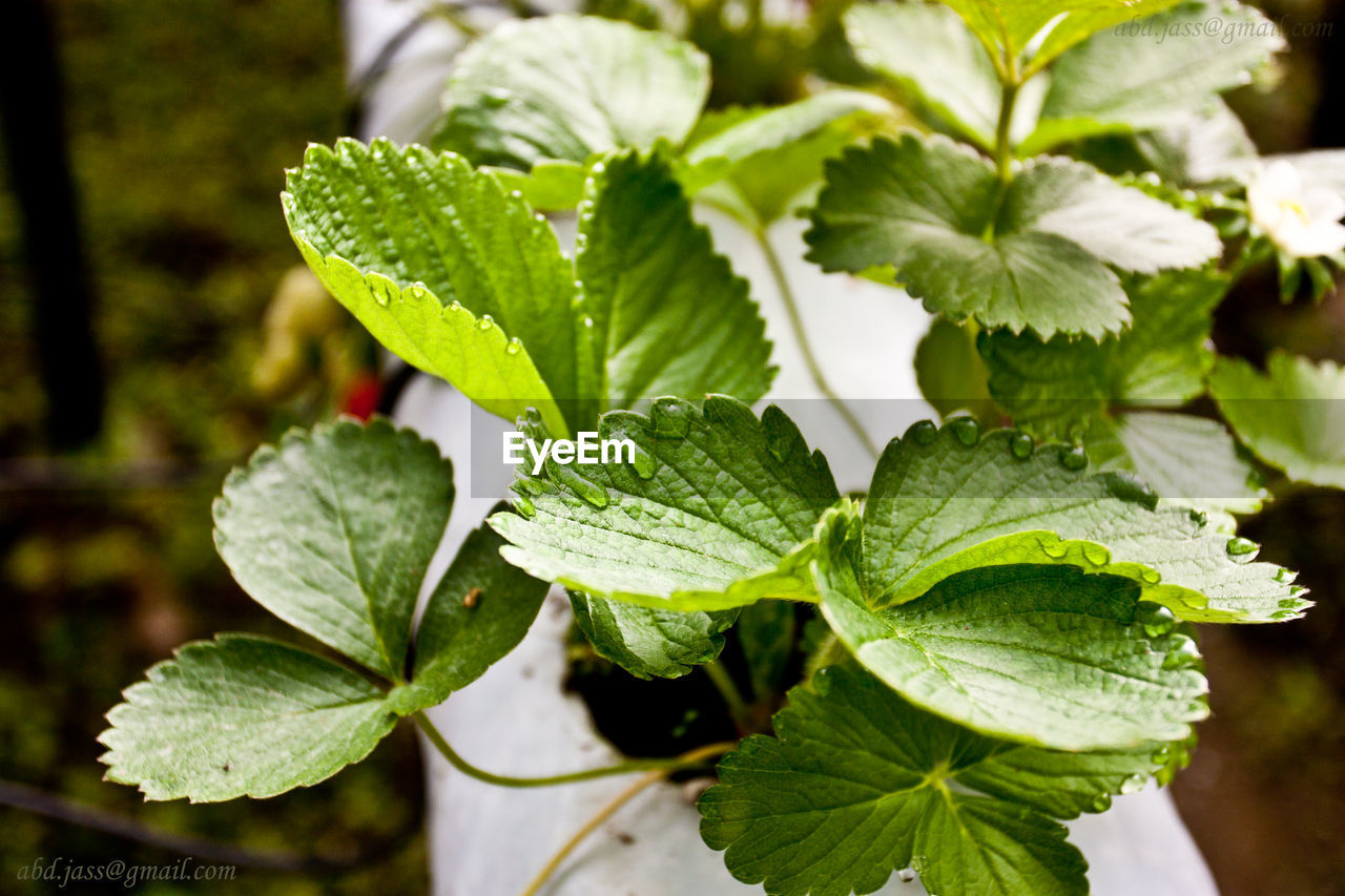 CLOSE-UP OF GREEN LEAVES