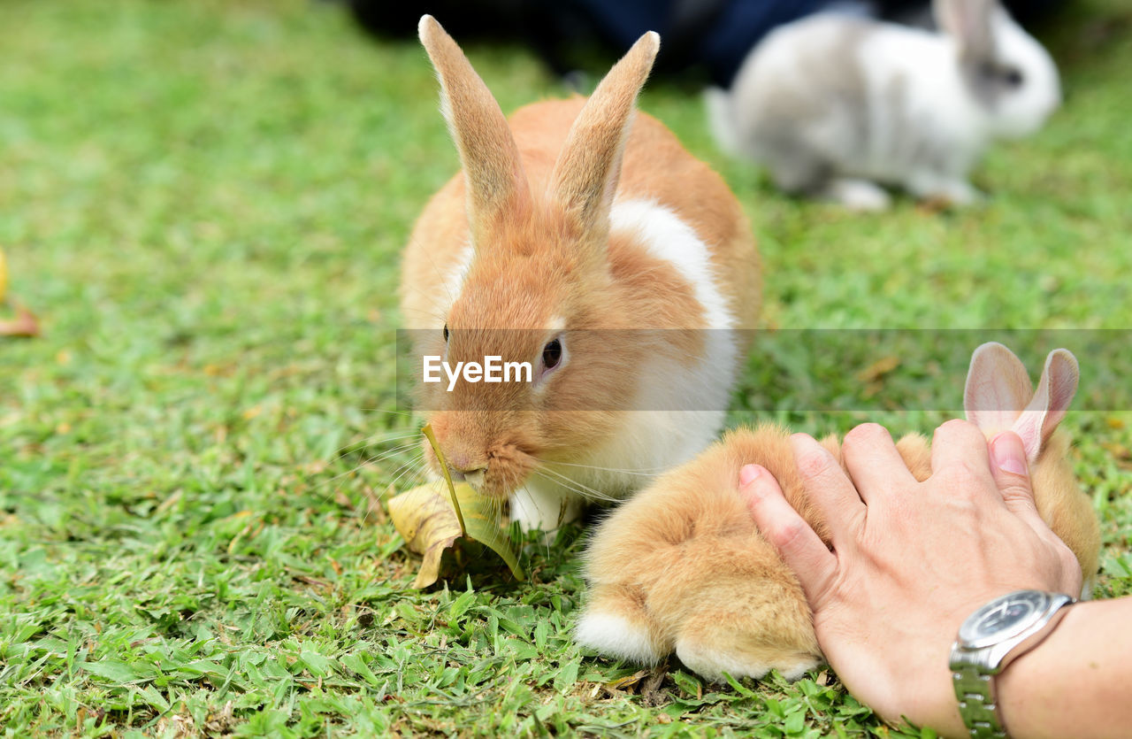 CLOSE-UP OF HAND HOLDING SQUIRREL EATING GRASS