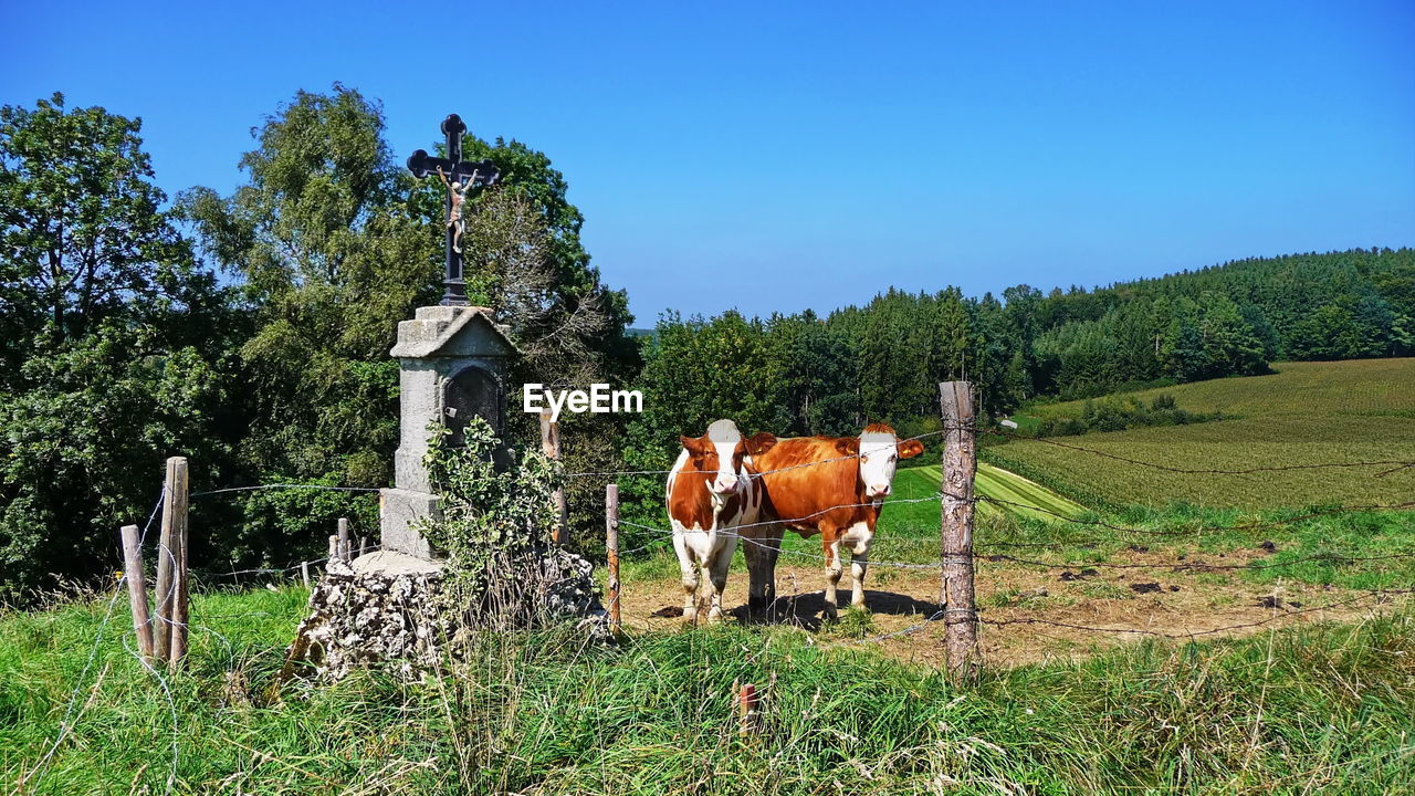 HORSES STANDING IN FARM