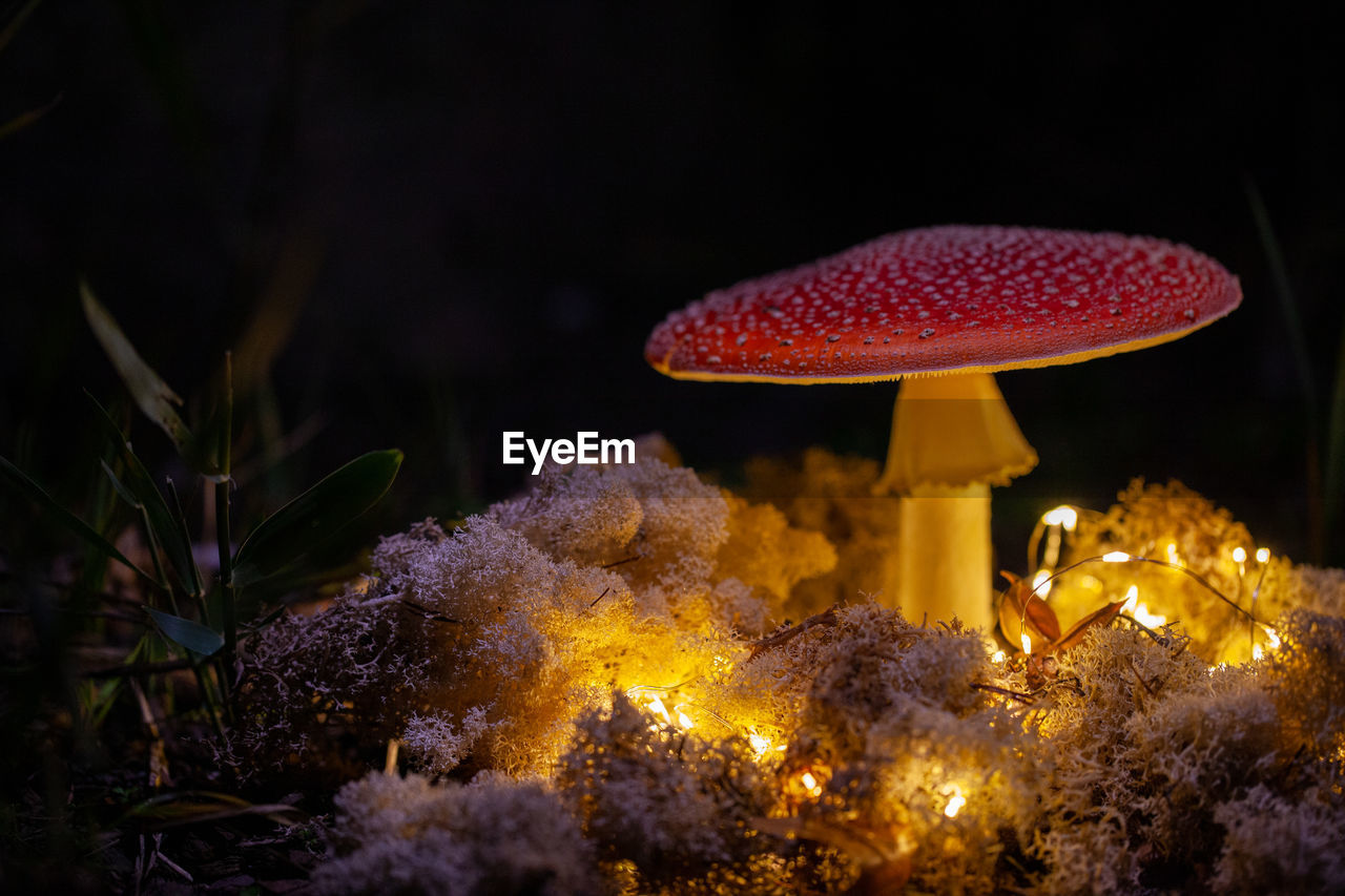 Close-up of mushroom on illuminated tree at night