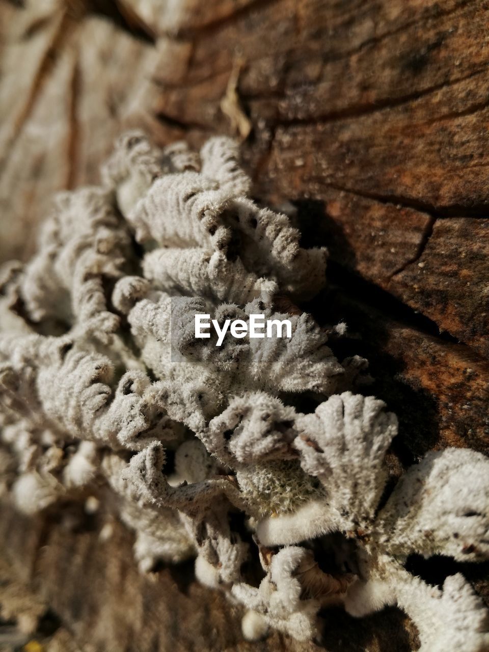Close-up of fungus growing on wood