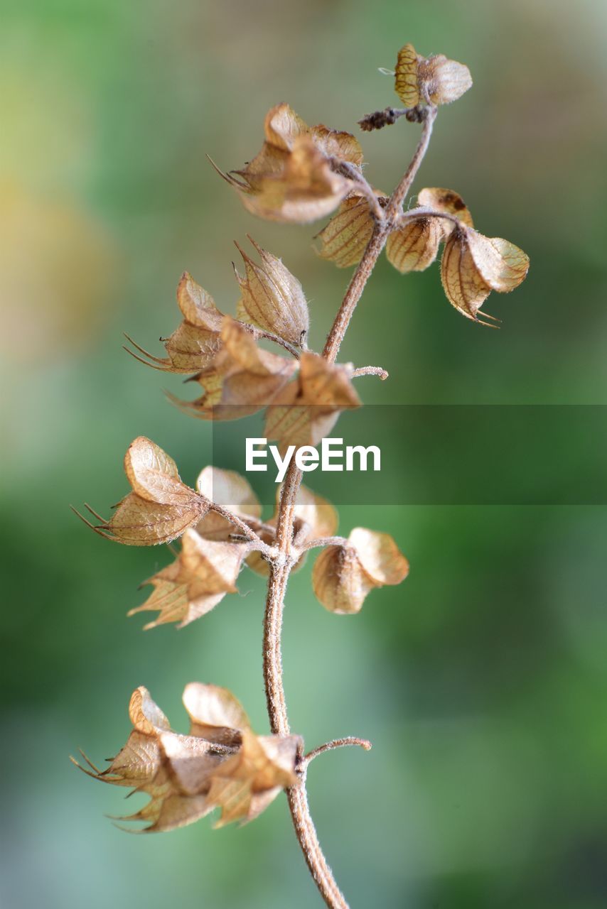 Close-up of wilted plant