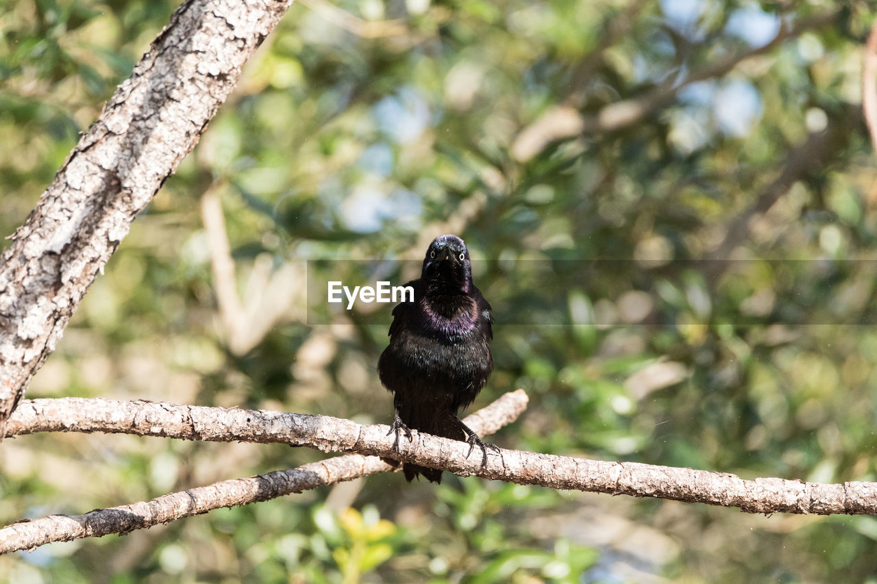 BIRD PERCHING ON A BRANCH