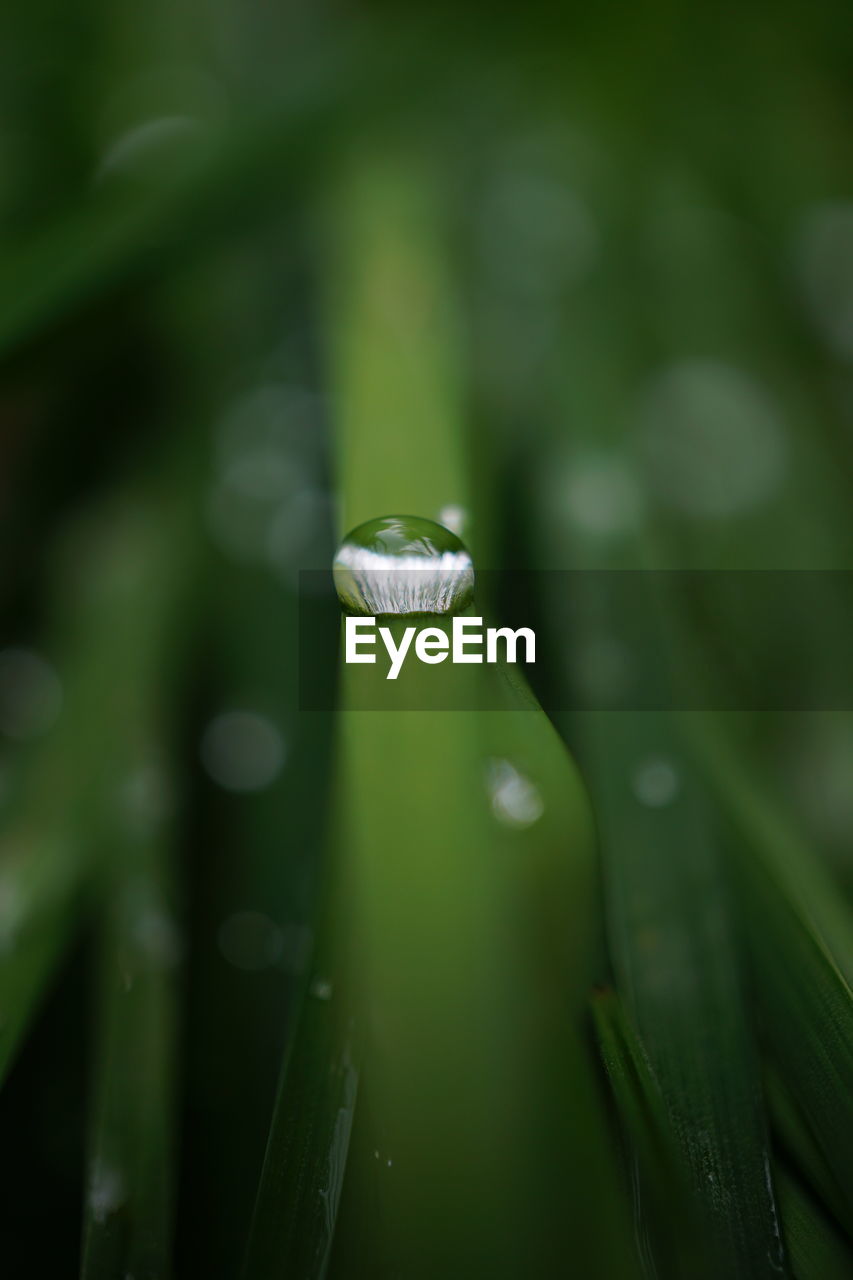 green, dew, water, drop, moisture, plant, grass, close-up, wet, nature, leaf, plant part, no people, macro photography, beauty in nature, flower, freshness, selective focus, growth, outdoors, day, purity, focus on foreground, blade of grass, rain, fragility, tranquility, plant stem