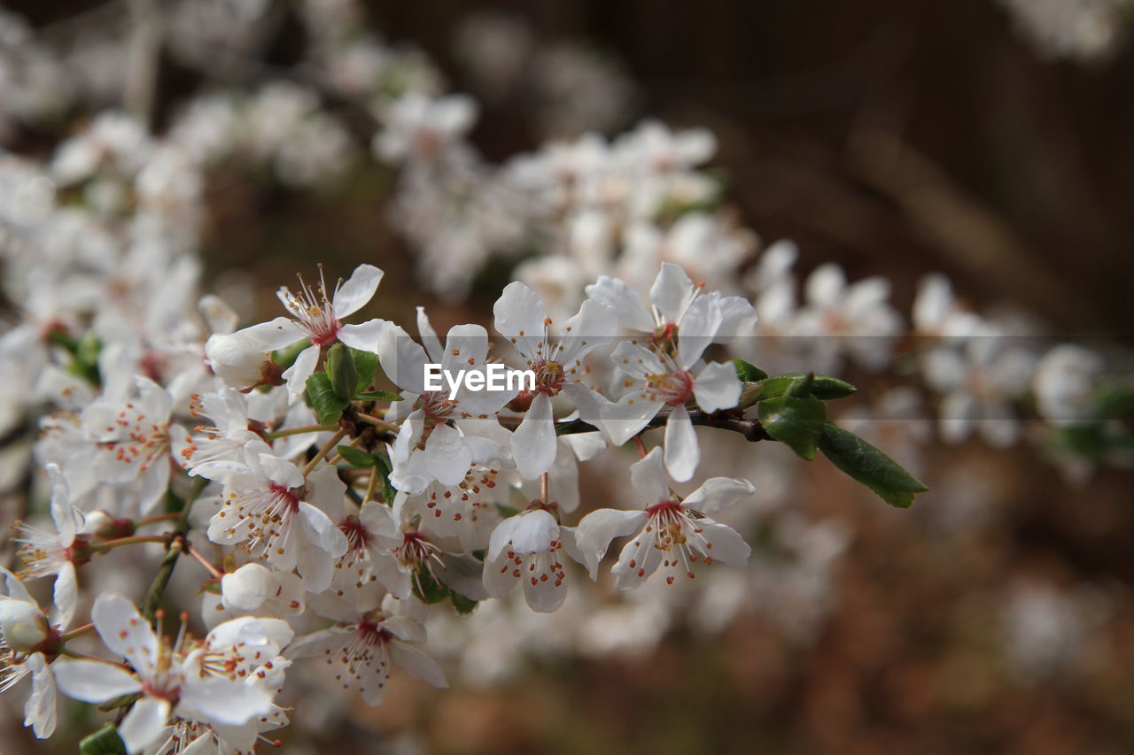 Close-up of cherry blossoms on tree