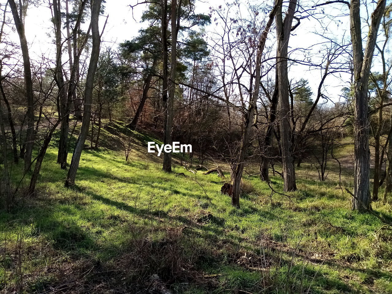 TREES IN A FOREST