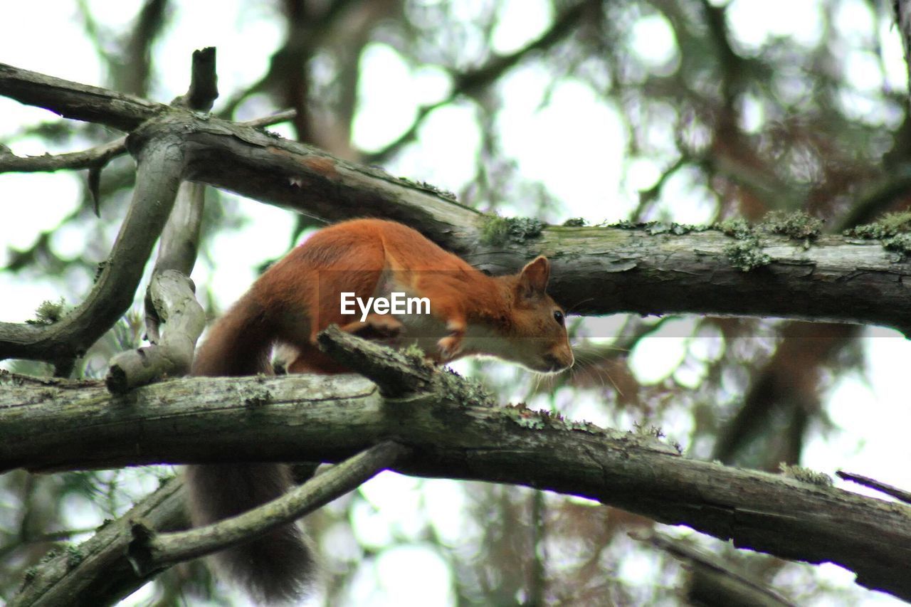 Low angle view of monkey on tree