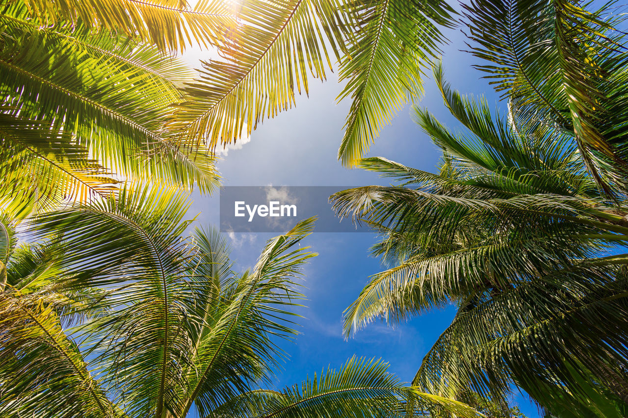 Green palm leaves and sun leak on blue sky in sunny day