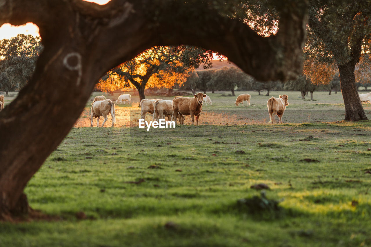 Cows grazing on field