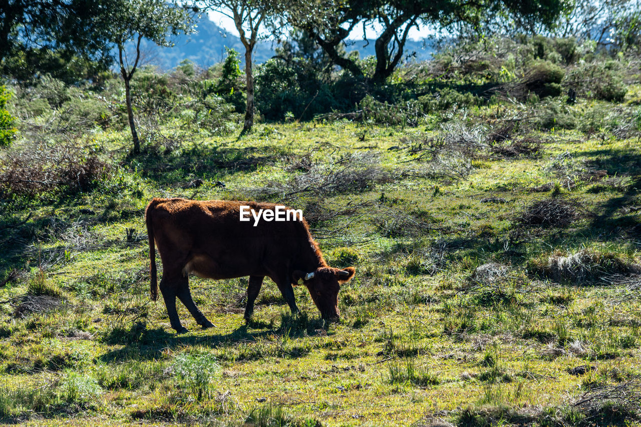 View of a cow on field