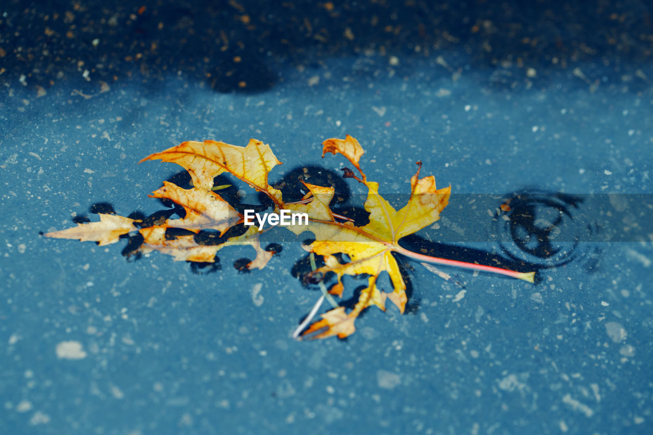 Close-up of maple leaves on water