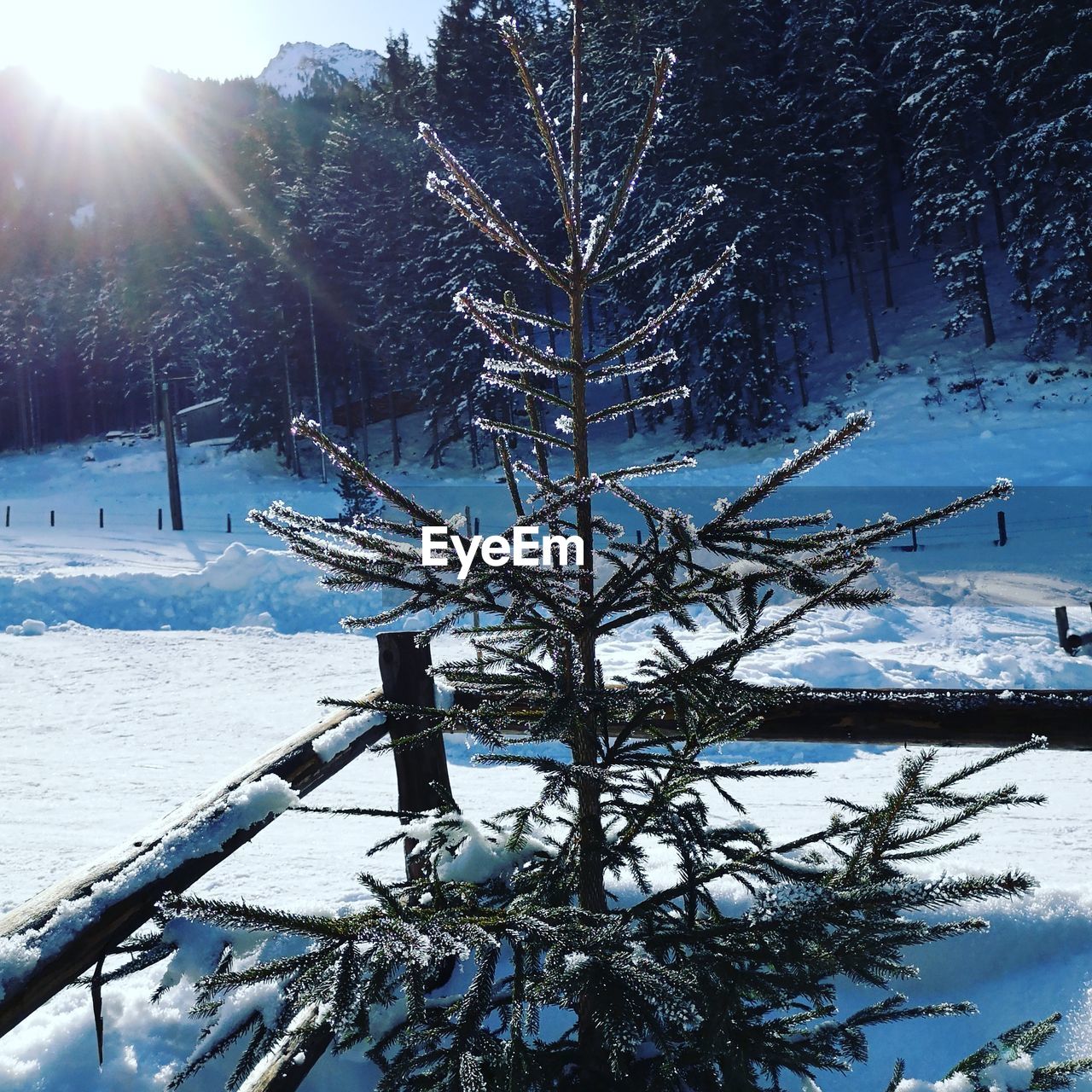 SNOW COVERED TREE ON FIELD AGAINST SKY