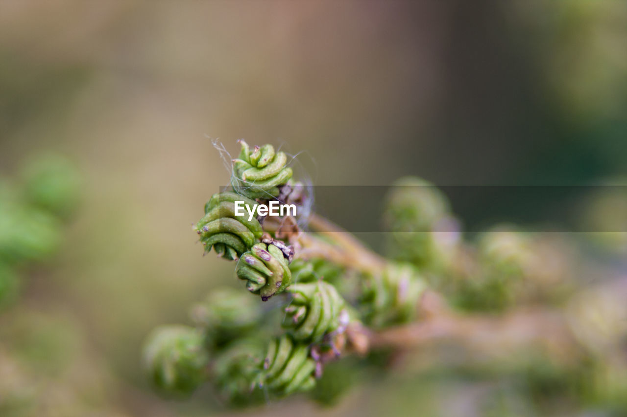 Close-up of plant against blurred background