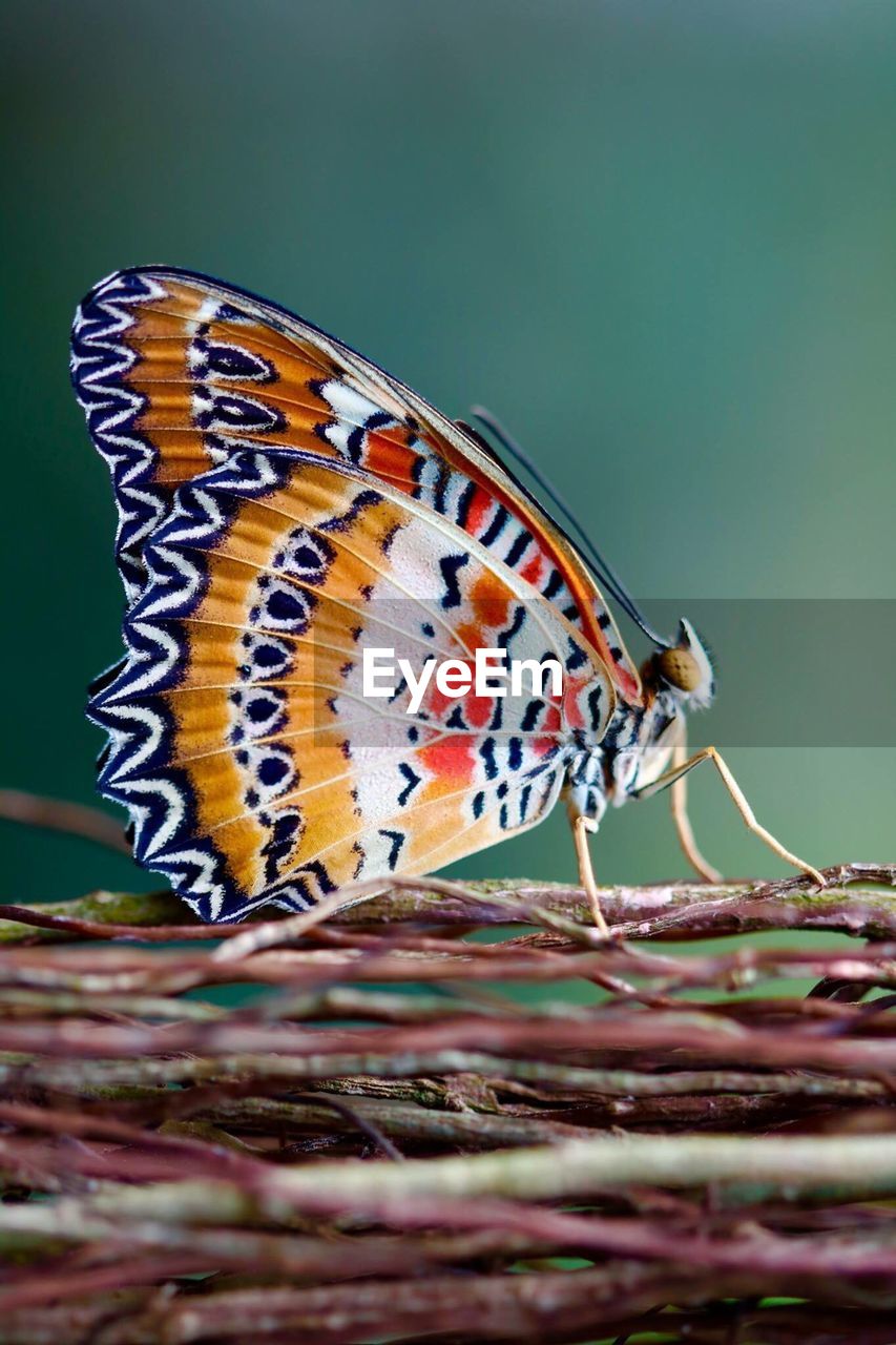 Close-up of butterfly on twigs