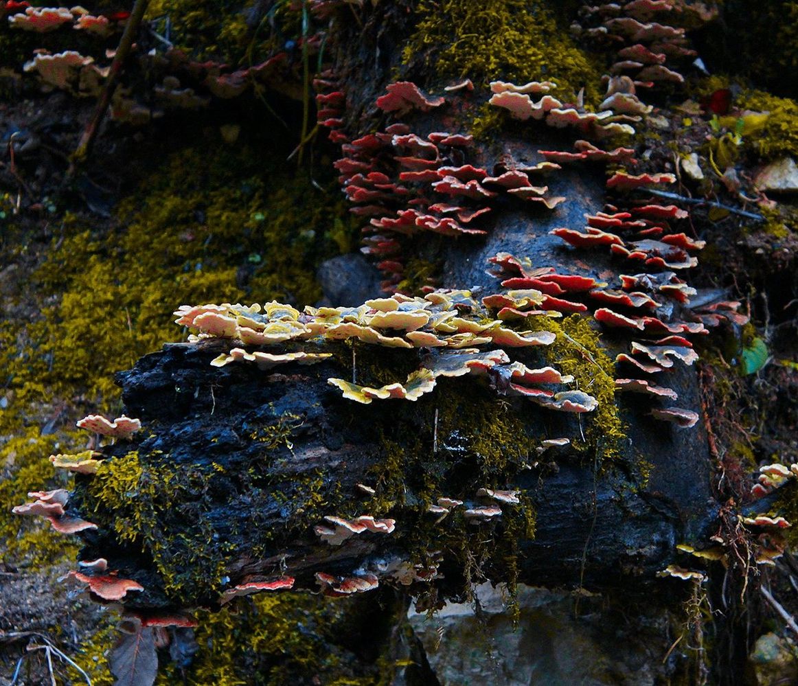 AUTUMN LEAF IN WATER