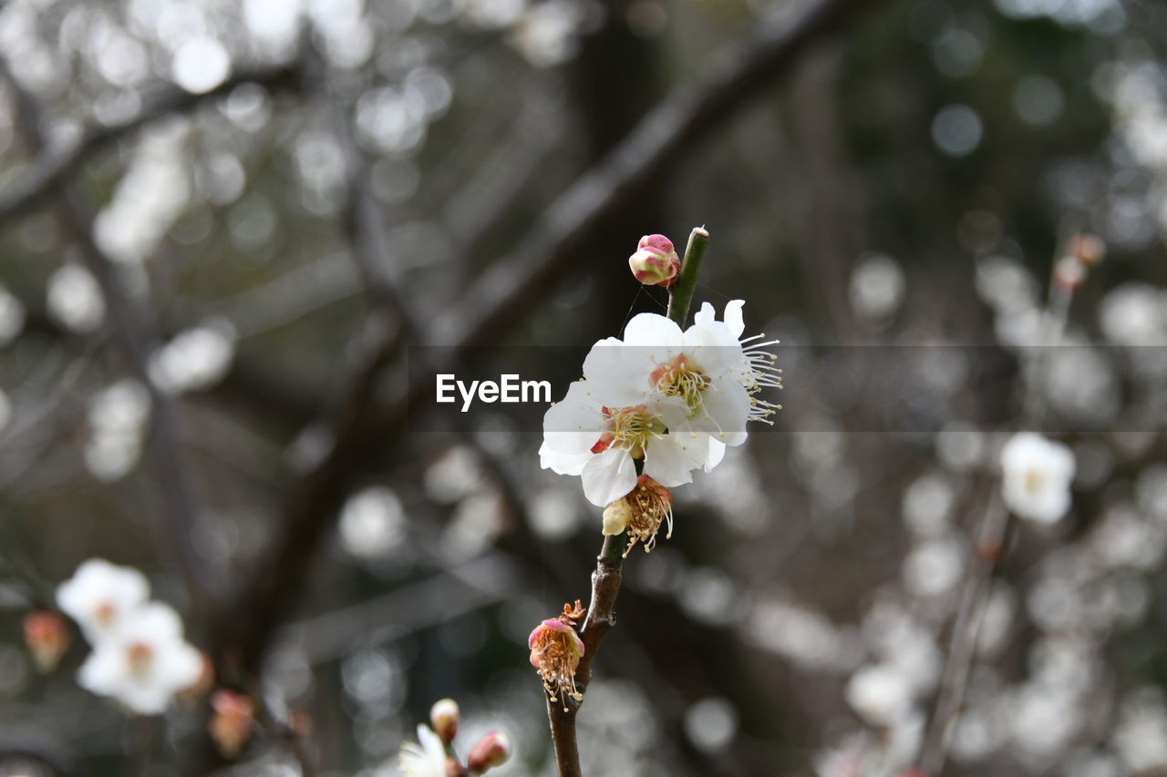 plant, flower, flowering plant, spring, freshness, beauty in nature, fragility, blossom, tree, nature, springtime, branch, growth, focus on foreground, flower head, close-up, white, cherry blossom, petal, no people, outdoors, macro photography, inflorescence, day, botany, produce, twig, plum blossom, pollen, selective focus, food, leaf, cherry tree, food and drink