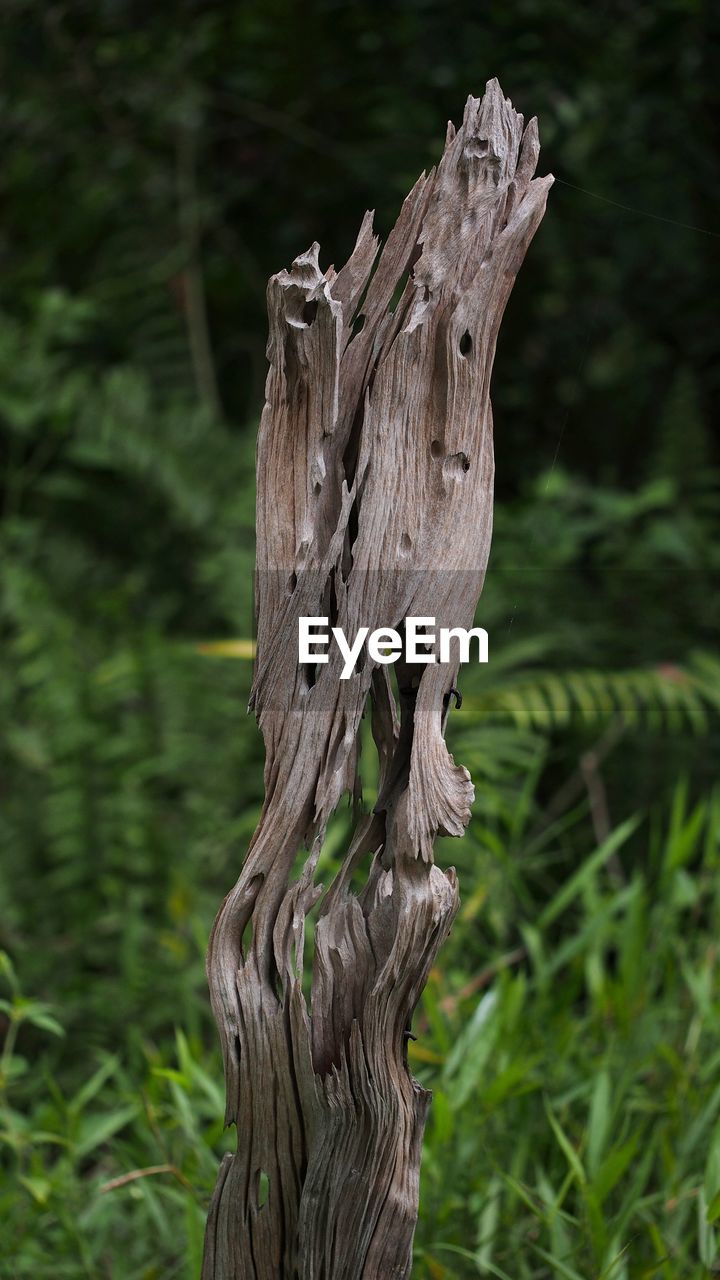 CLOSE-UP OF TREE TRUNK ON FIELD