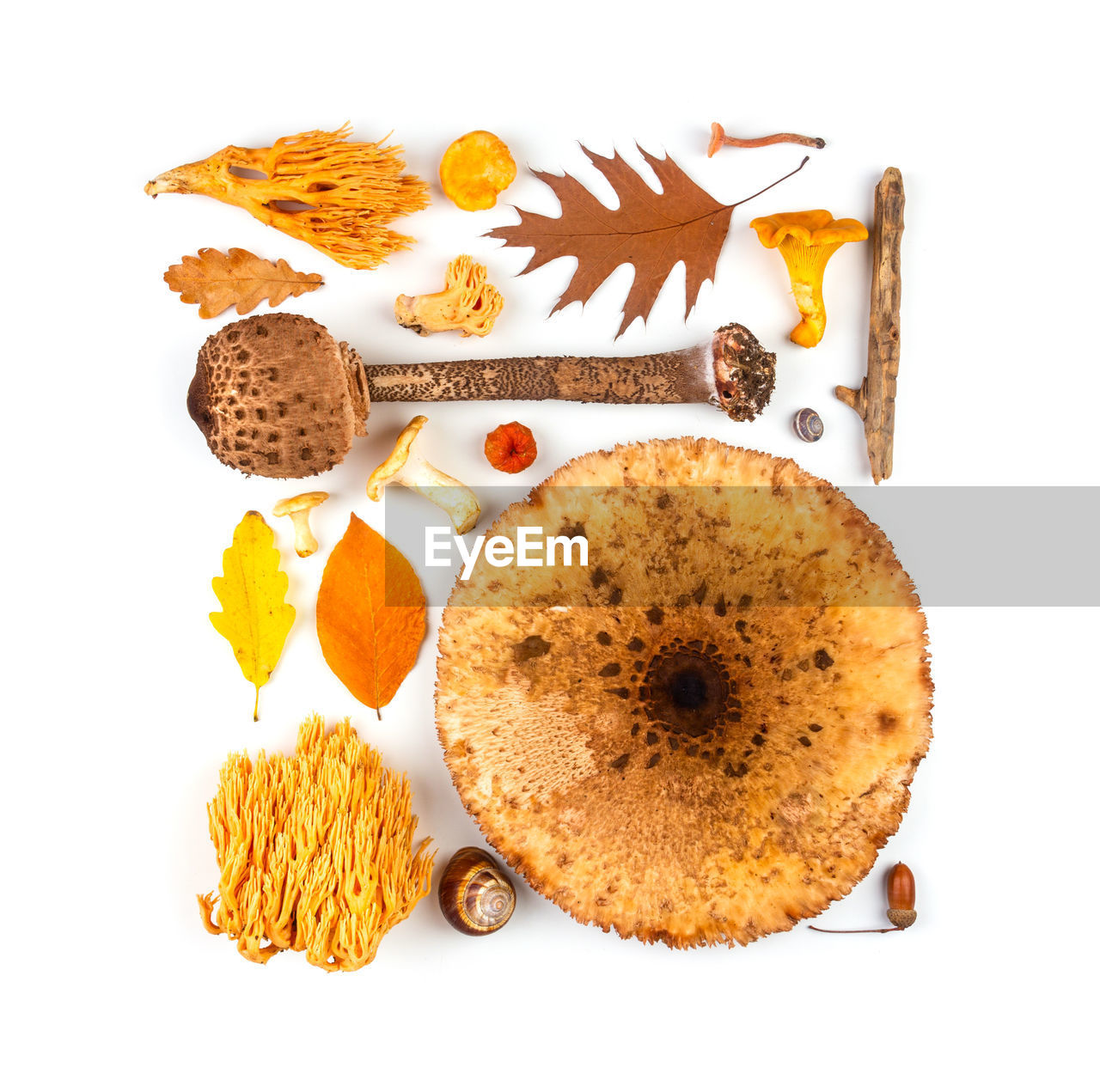 Pattern of dried multicolored autumn leaves and mushrooms on a white background, flat lay, top view