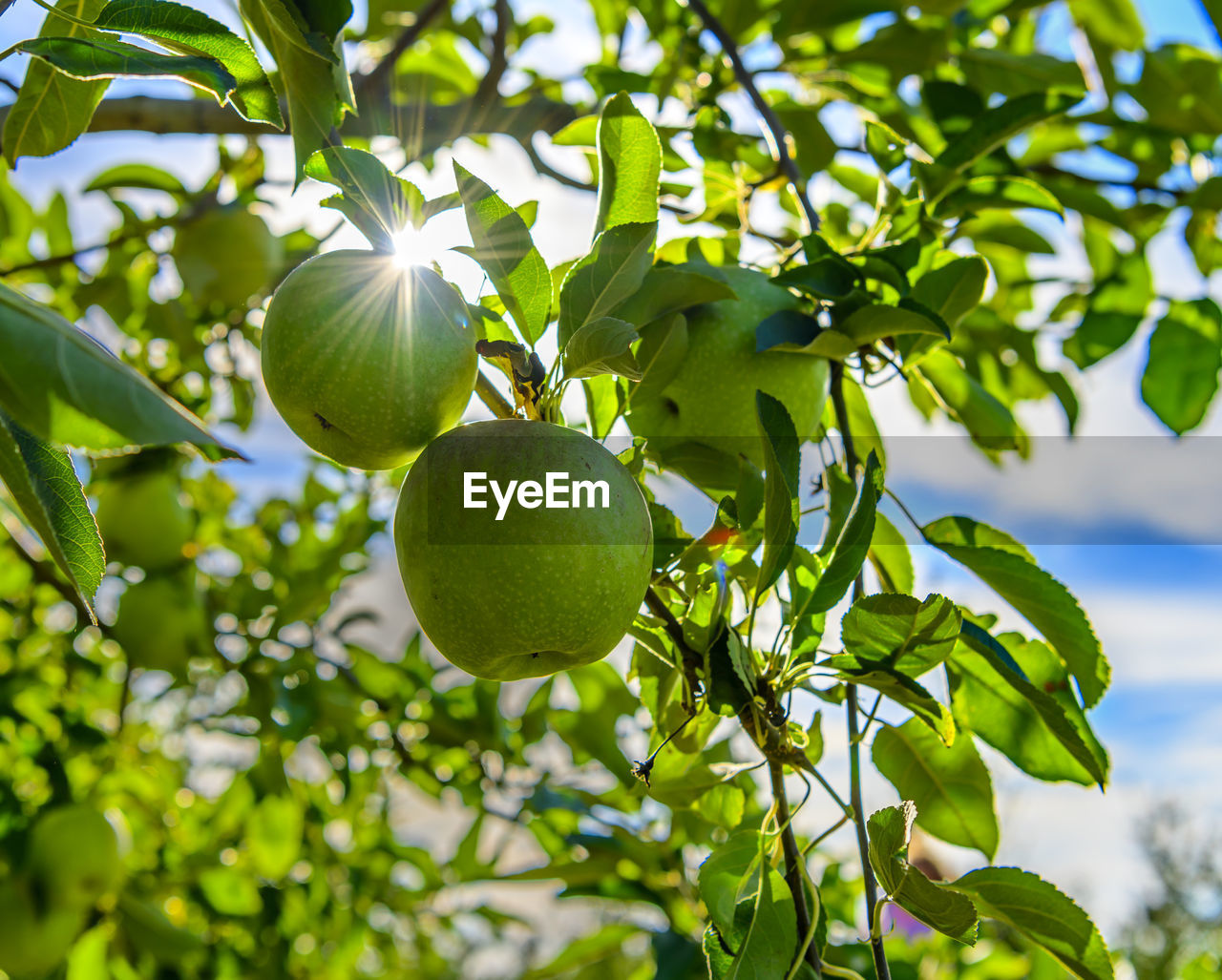 CLOSE-UP OF FRUITS HANGING ON TREE