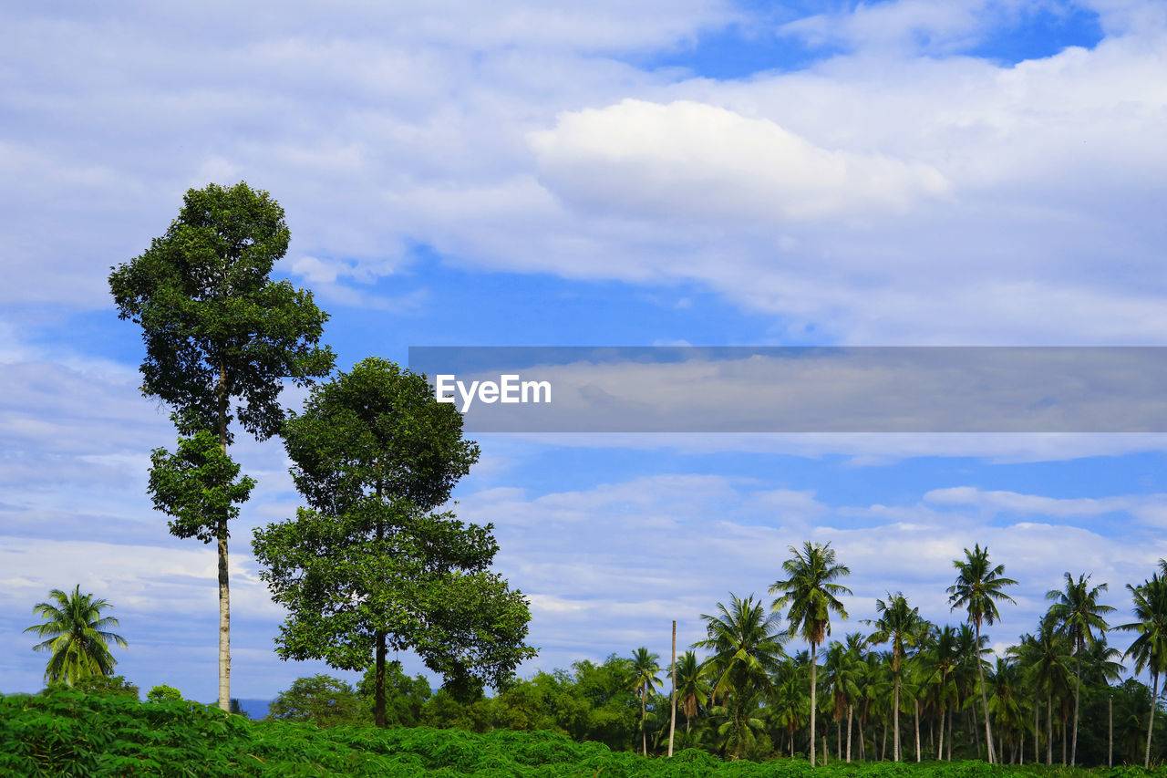 Low angle view of palm trees against sky