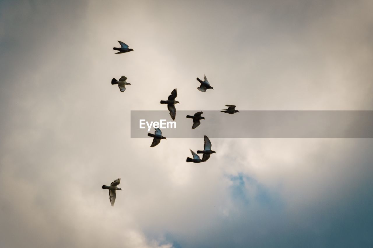 LOW ANGLE VIEW OF BIRDS AGAINST SKY