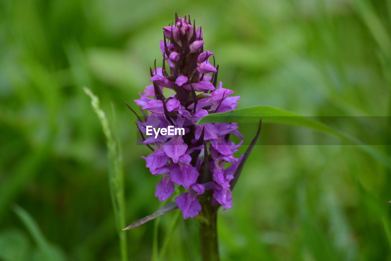 Close-up of purple flowering plant