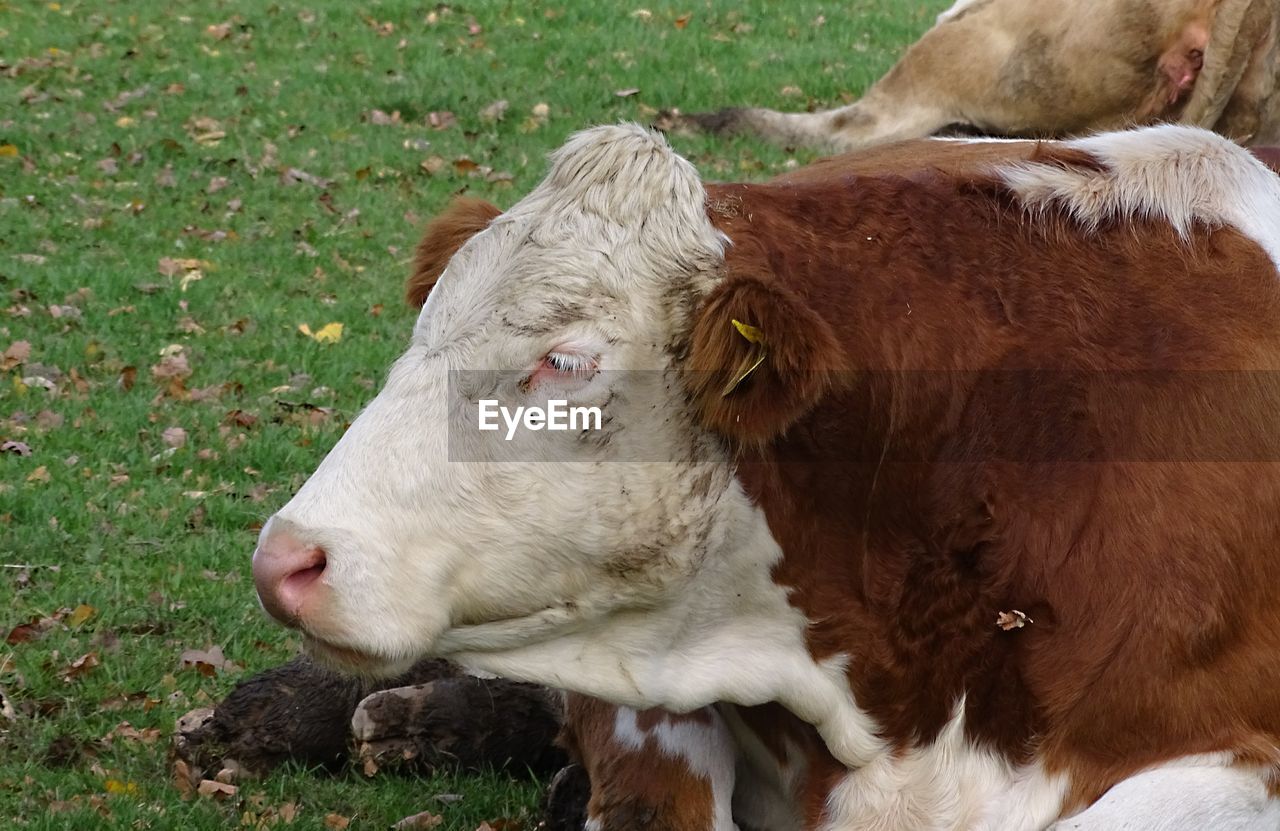 CLOSE-UP OF A COW