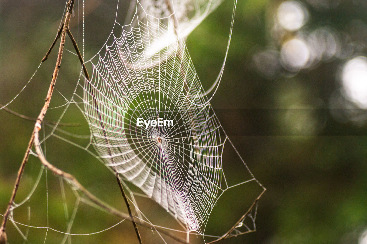 Spider web in wild nature
