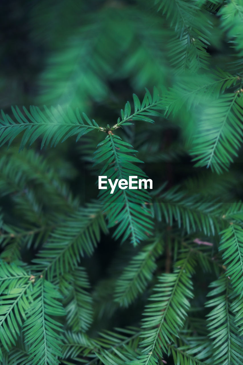 Close-up of fern leaves