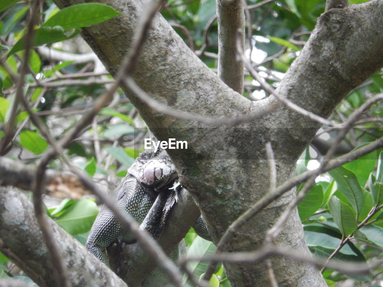 CLOSE-UP OF MONKEY ON TREE TRUNK