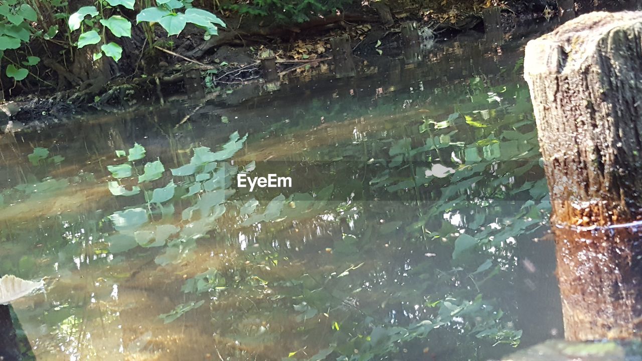 HIGH ANGLE VIEW OF PLANTS BY ROCK