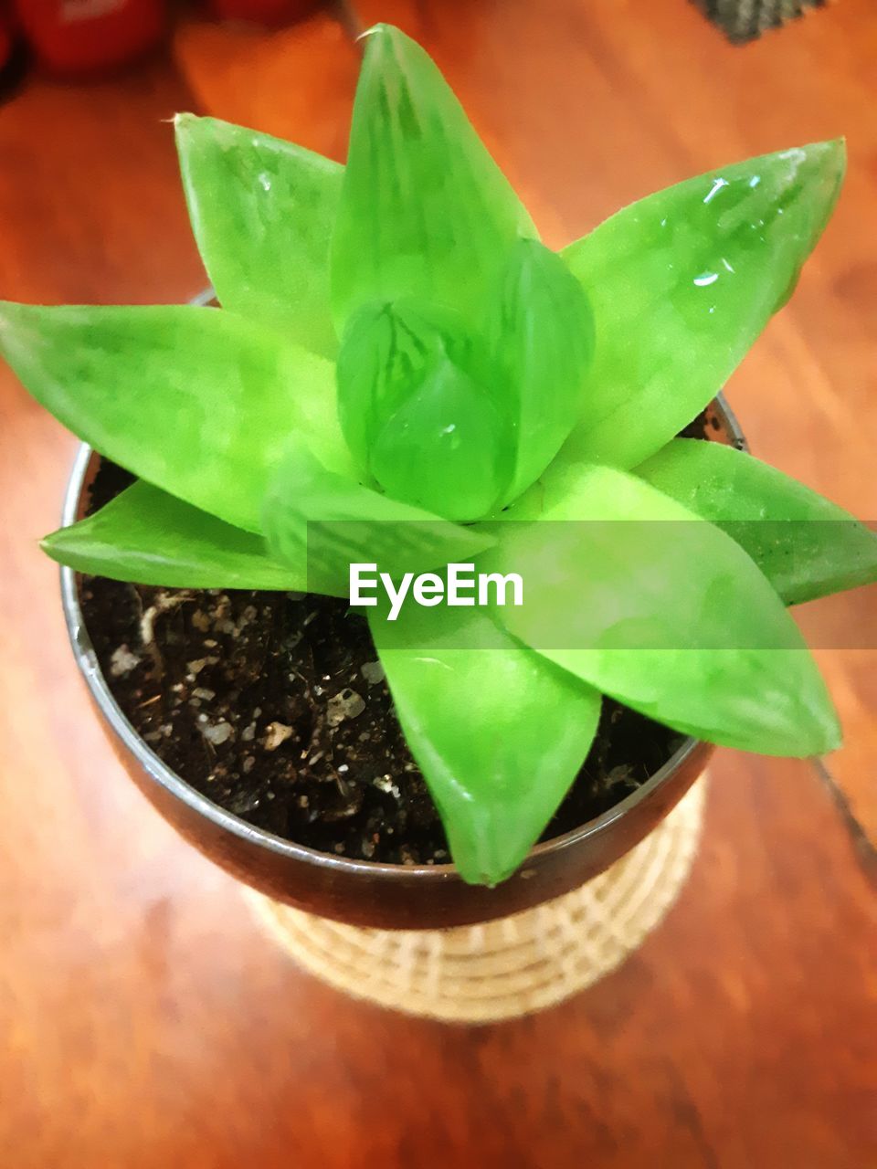 HIGH ANGLE VIEW OF POTTED PLANT LEAVES