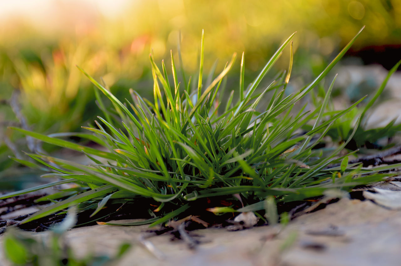 Close-up of plant growing on field