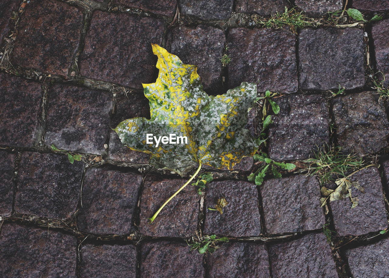 PLANT GROWING ON FOOTPATH